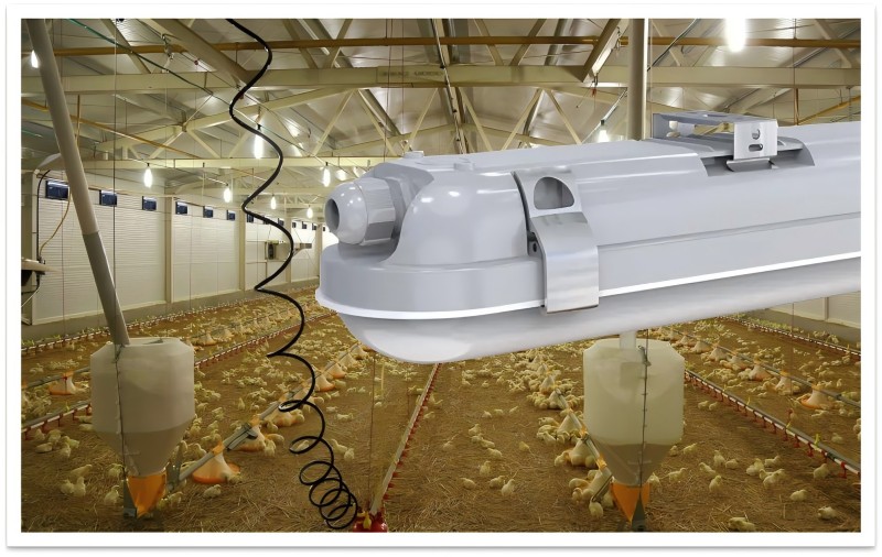 Have You Ever Thought of the Chicken Farm Using the Tri-Proof Light?